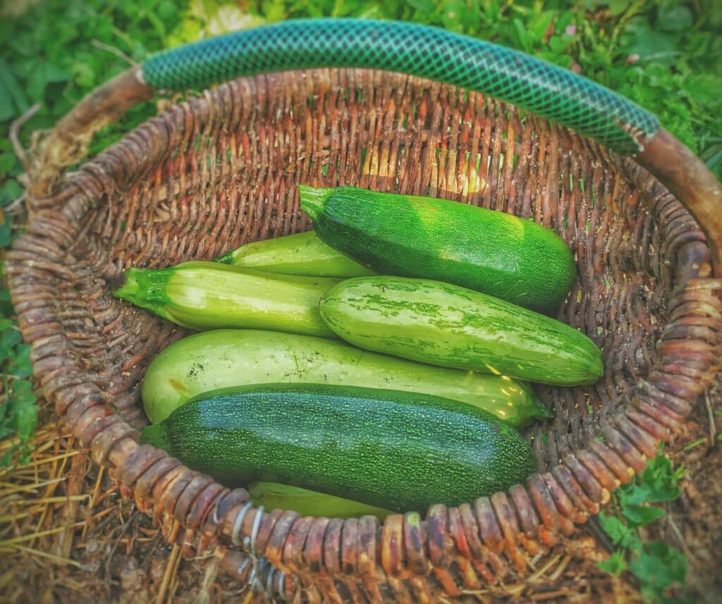 Comment conserver des courgettes ?